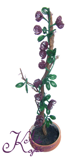Akébie 550.jpg