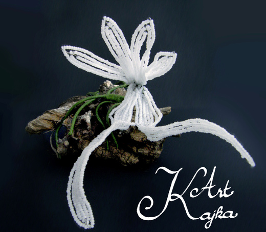 Orchidea ghost 390.jpg