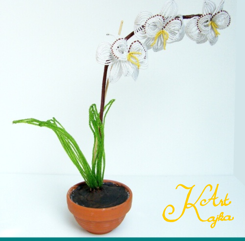 Orchidej 890.jpg